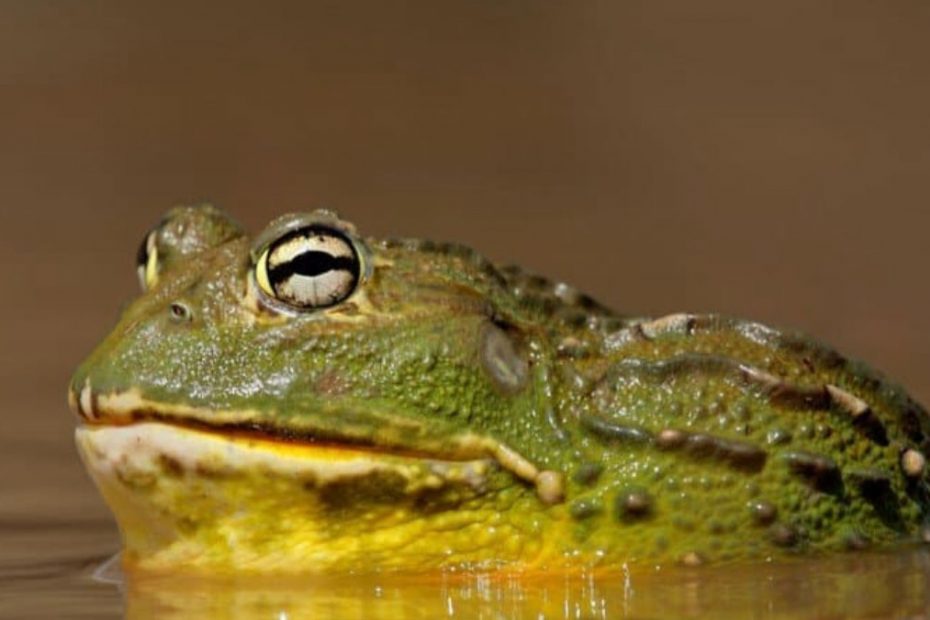 African Bullfrog