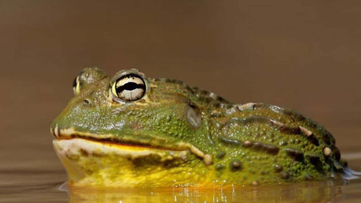 African Bullfrog 101: A Formidable Amphibian Giant