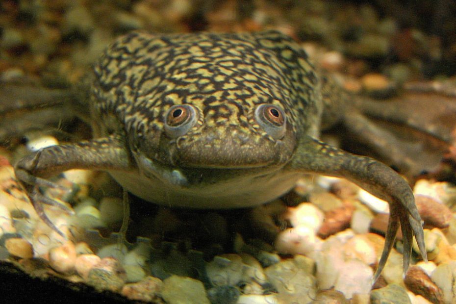 African Clawed Frog