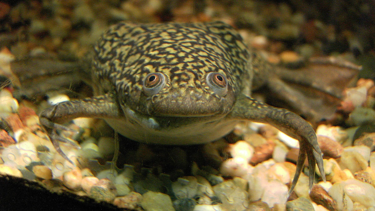 African Clawed Frog 101: A Peculiar Aquatic Amphibian