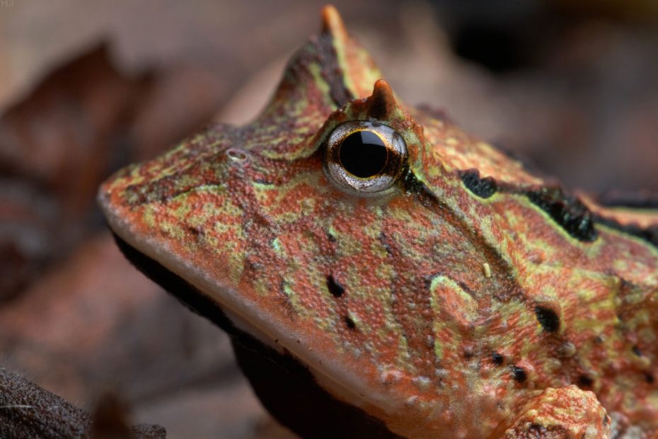 Amazon Horned Frog