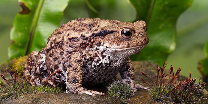 Are rolly pollies good for baby frogs