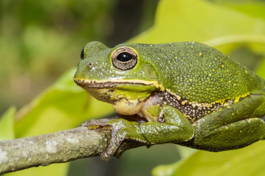 Barking Tree Frog 101: A Noisy Native of the Southeastern US