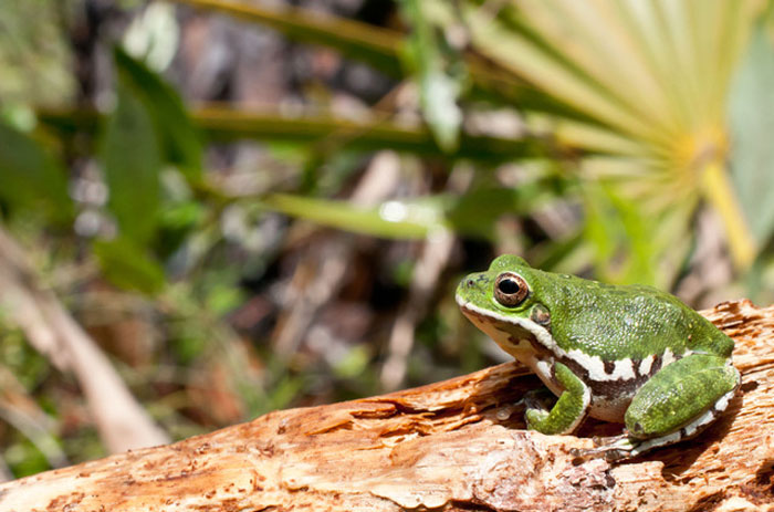 Barking Tree Frog Conservation Status