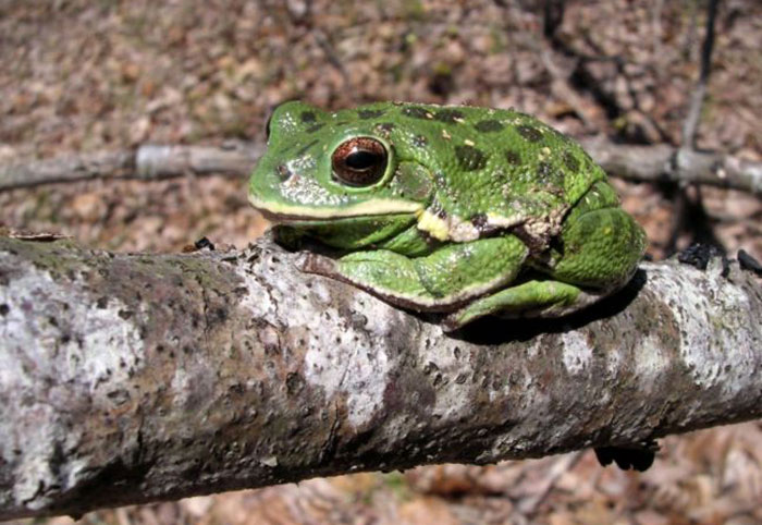 Barking Tree Frog Development