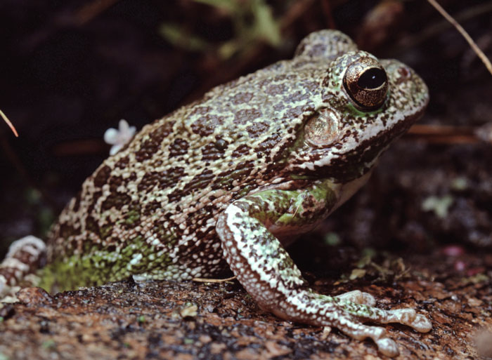 Barking Tree Frog Diet and predation