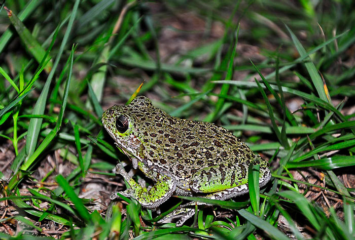 Barking Tree Frog Habitat and Behavior