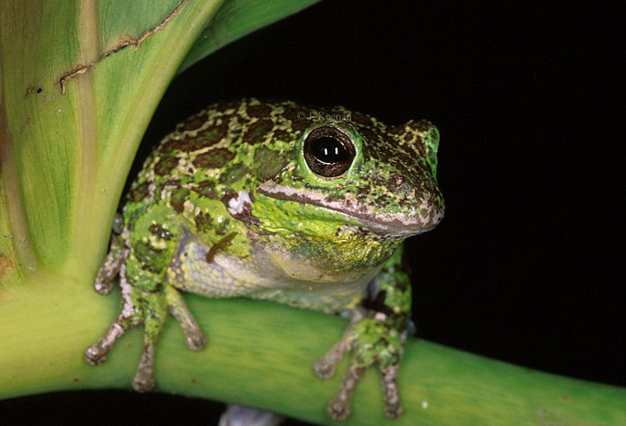 Barking Tree Frog Mating rituals