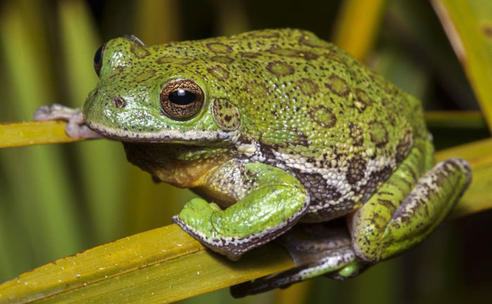 Barking Tree Frog Physical Characteristics