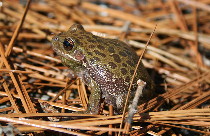 Barking Tree Frog Unique Adaptations