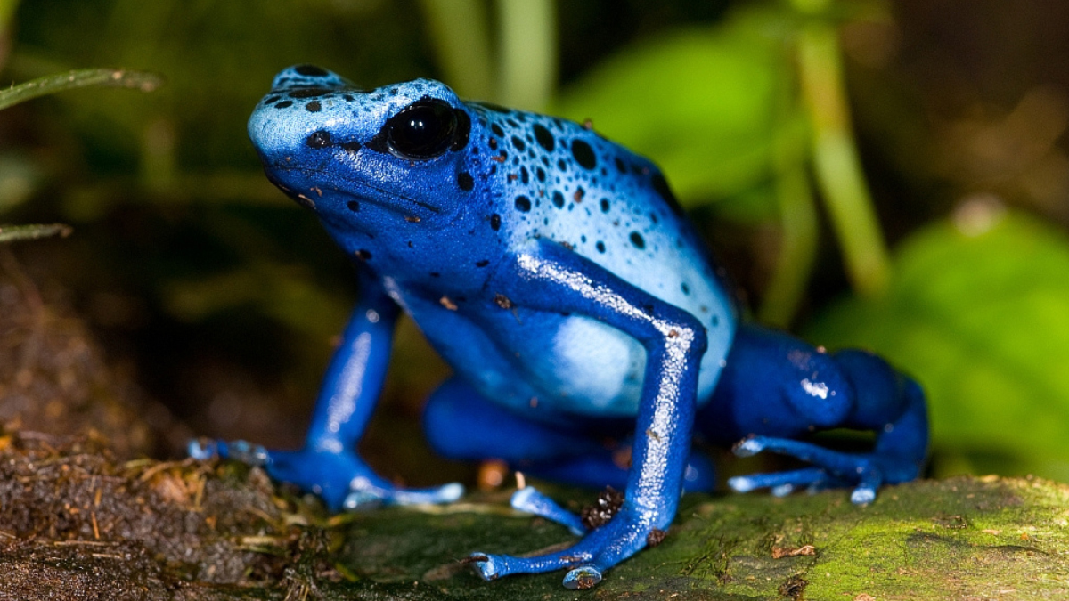 Blue Poison Dart Frog 101: Physical Characteristics, Habitat, Behavior ...