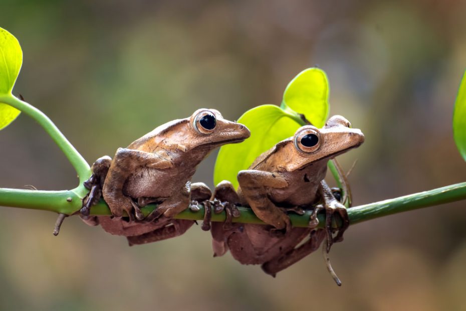 Borneo Eared Frog