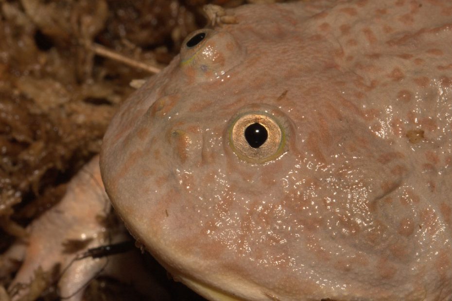 Budgett's Frog