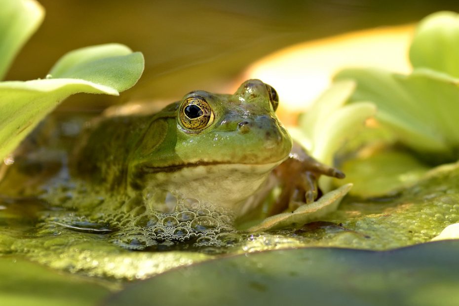 Can Frogs Cry