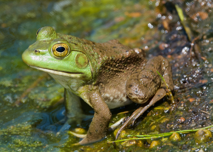 Does a Frog Have a Neck? Exploring Their Anatomy