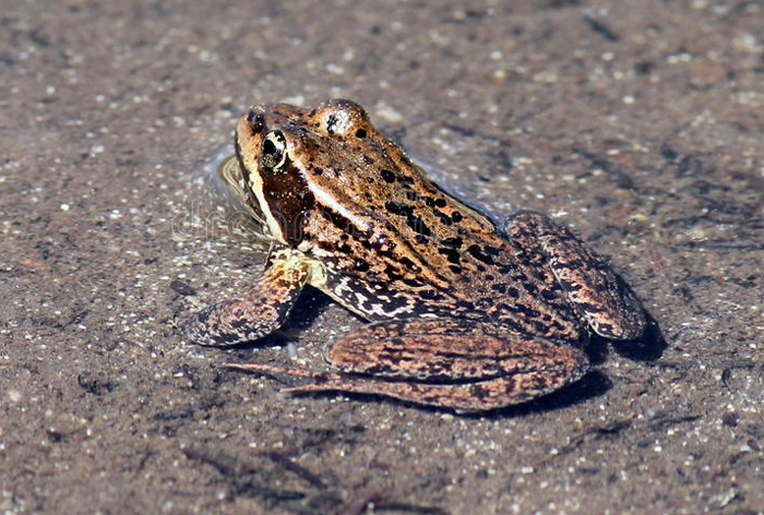 Cascade Frog Behavior