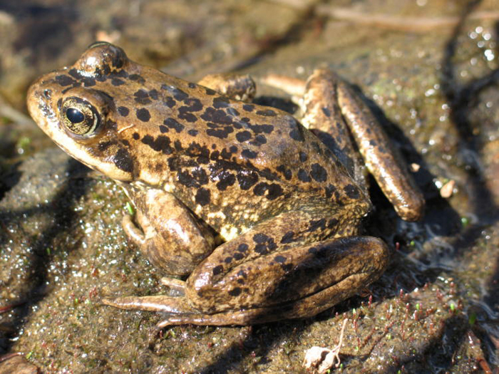 Cascade Frog Conservation Status