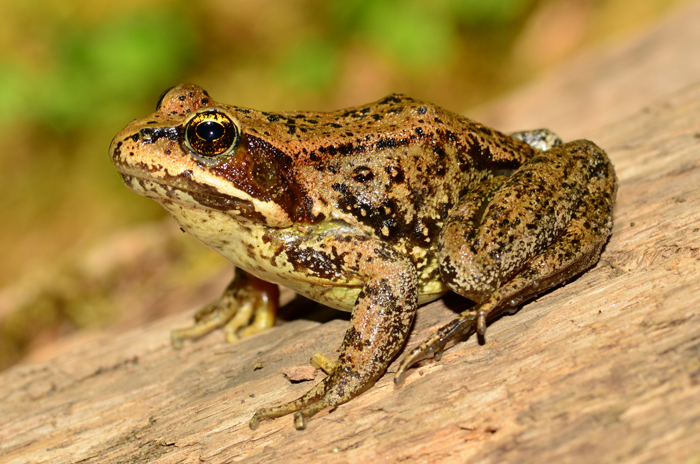 Cascade Frog Physical Characteristics