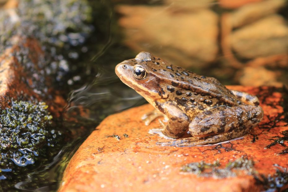 Cascade Frogs