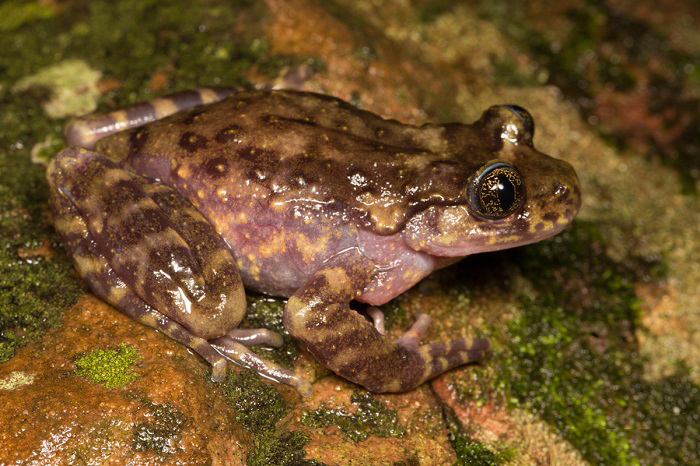 Cascade Frogs Coloration and markings