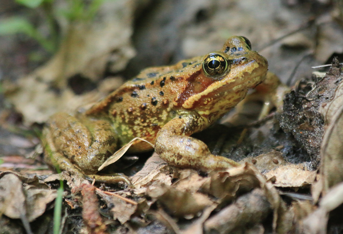 Cascade Frogs Conservation Efforts