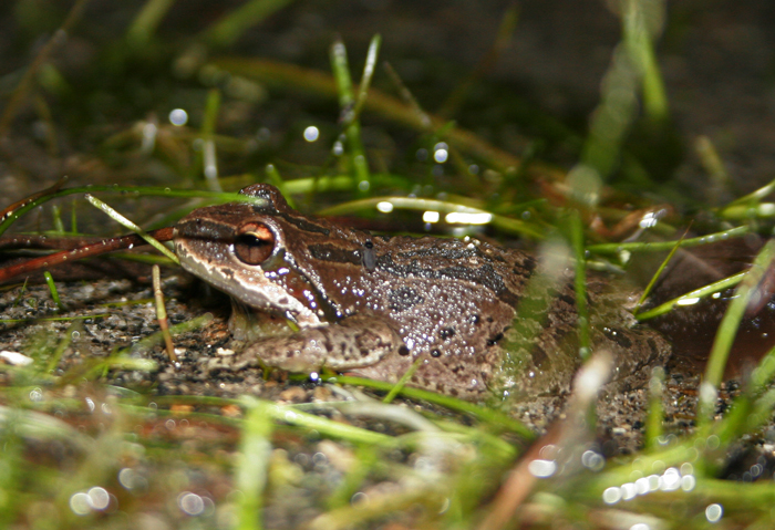 Cascade Frogs Habitat and Behavior