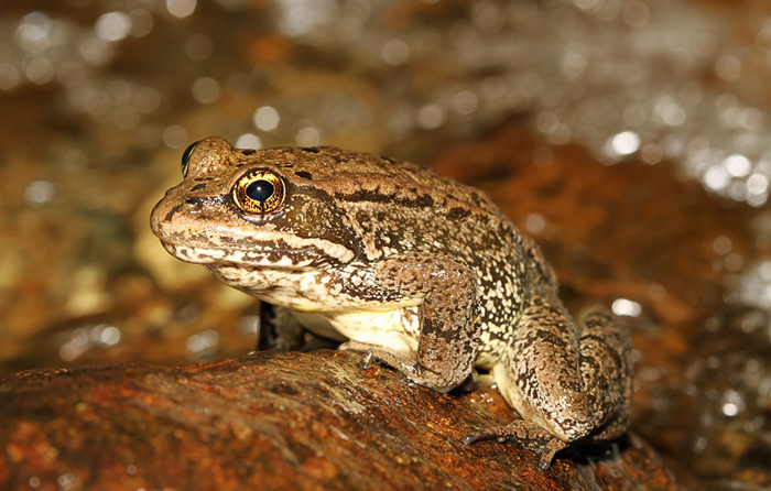 Cascade Frogs Mating and Reproduction