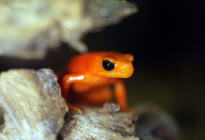 Common problems that can arise in Mantella frog care