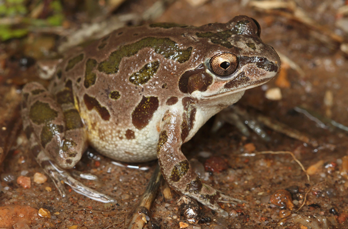 Conservation Efforts To Protect Spotted Chorus Frogs