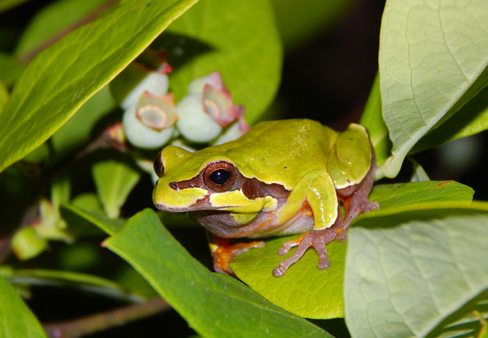 Conservation efforts for Pine Barrens tree frogs