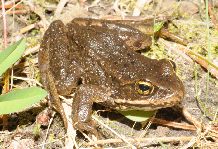 Diet of Cascade Frog