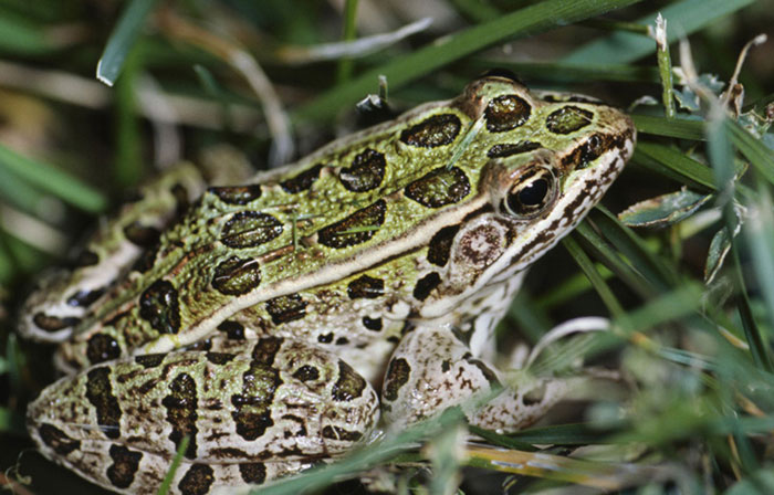 Different Behaviors Exhibited By Northern Leopard Frogs