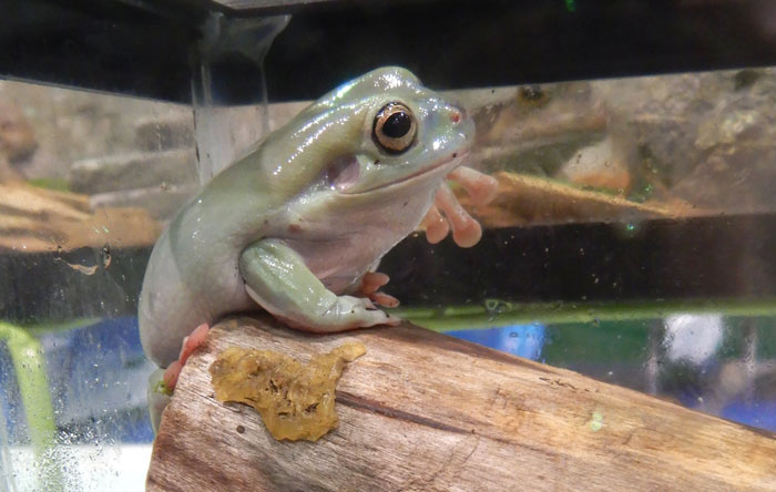 Different Dumpy tree frog species