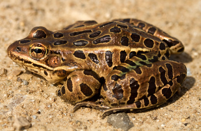 Different Leopard frog species