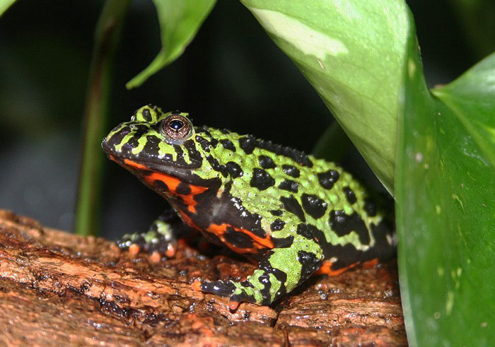 Fire-bellied Frogs 101: A Guide to the Bombina Genus