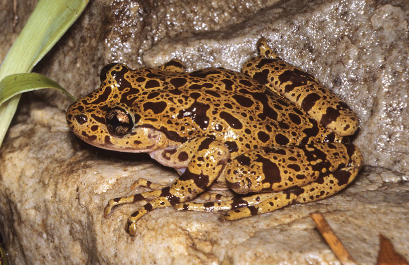 Different ghost frog species