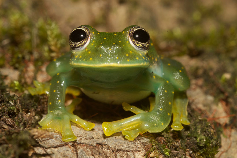 Different glass frog species