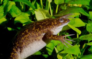 African Clawed Frog 101: A Peculiar Aquatic Amphibian