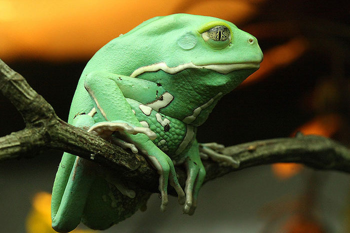 Different species of waxy monkey frogs: