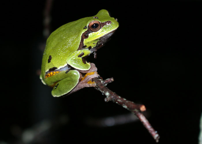 Different tree frog species in North America