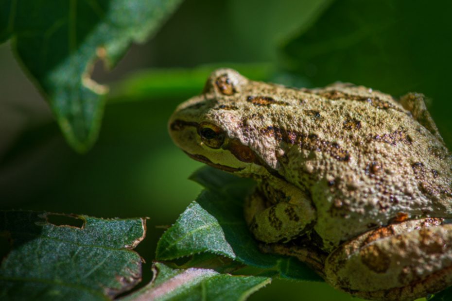 Do Frogs Eat Rolly Pollies