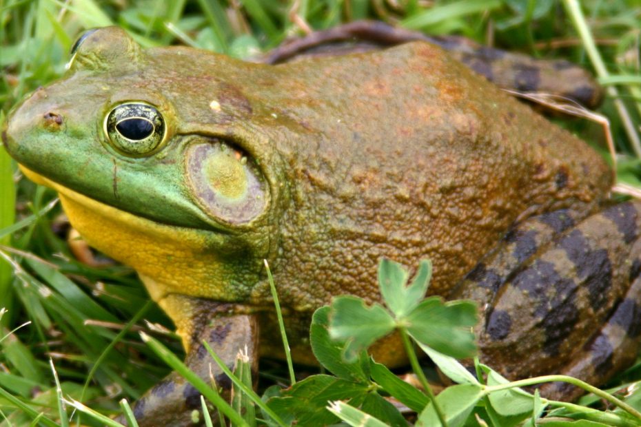 Do Frogs Have Ears