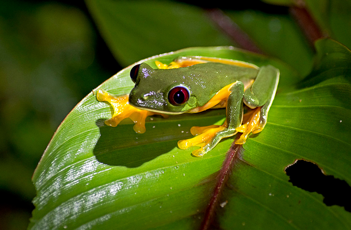 Do frogs have eyelids