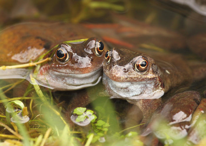 Do frogs have opposable thumbs