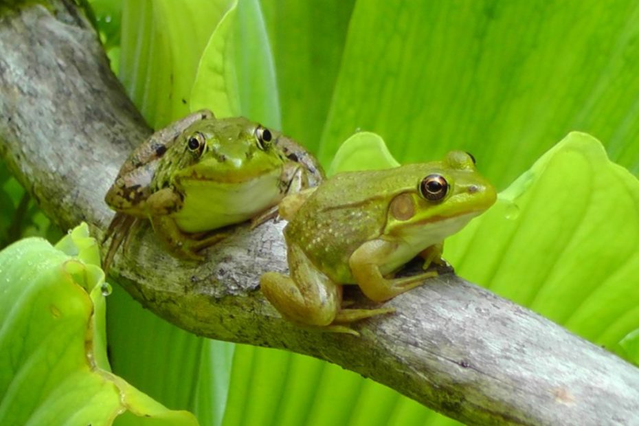 Do Frogs Have Opposable Thumbs