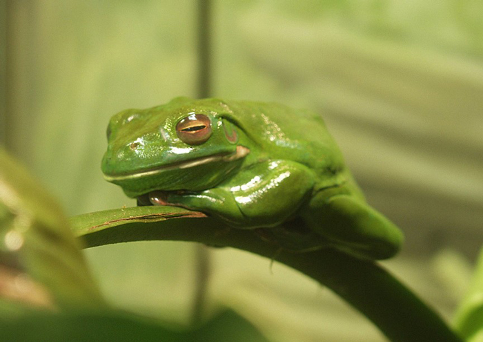 Do frogs close their eyes while they are sleeping