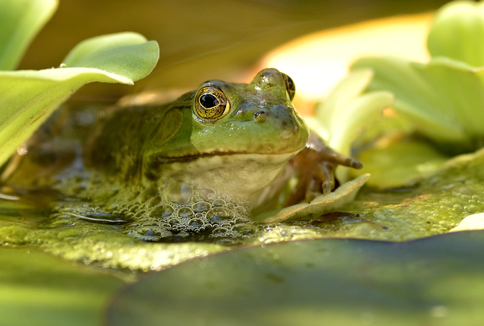 Do frogs need a nose