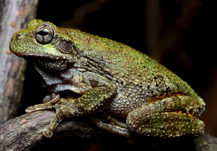 Do gray tree frogs eat rolly pollies