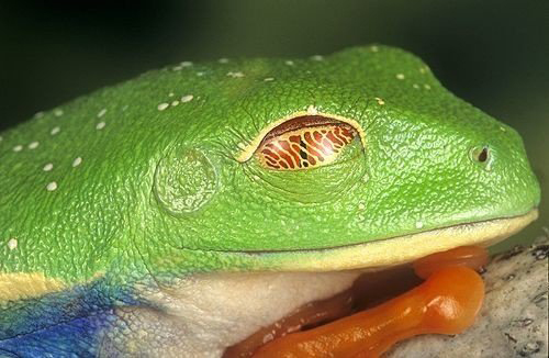 Do tadpoles have eyelids