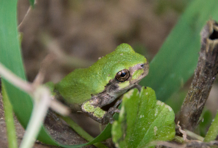 Do tree frogs eat rolly pollies